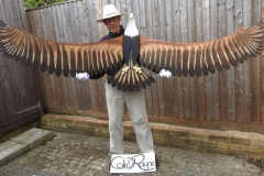 The Eagle of The South 8’ Wingspan - Marine plywood & Varnish £750
